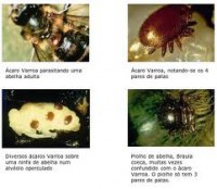 /album/galeria-de-fotos/varoa-jpg/