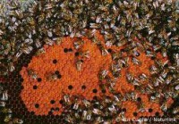 /album/galeria-de-fotos/cria%c3%a7a%c3%b5a-jpg/